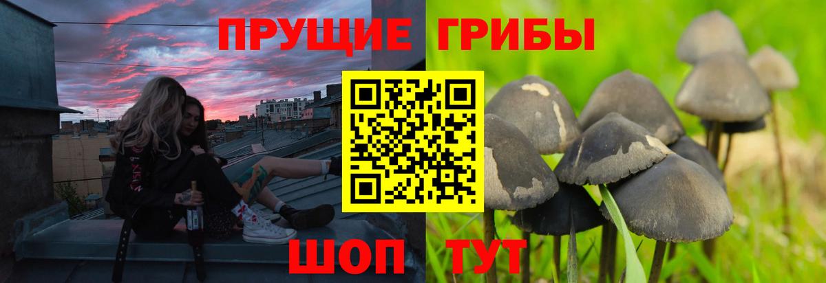 Псилоцибиновые грибы Psilocybine cubensis  Вход с VPN  Мичуринск 